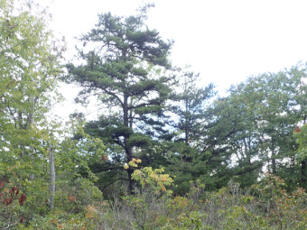 community photo